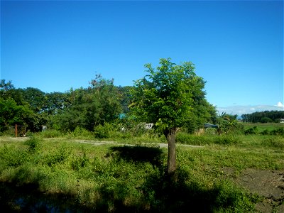 Paddy fields, grasslands, fishponds, irrigation canals, Kangkung (Ipomoea aquatica) and trees (Lapnit & Calasag, San Ildefonso, Bulacan Farm to Market Road) Villages and sitios of Calasag, San Ild