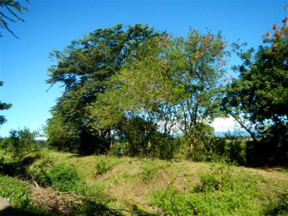 Paddy fields, grasslands, fishponds, irrigation canals, Kangkung (Ipomoea aquatica) and trees (Lapnit & Calasag, San Ildefonso, Bulacan Farm to Market Road) Villages and sitios of Calasag, San Ild