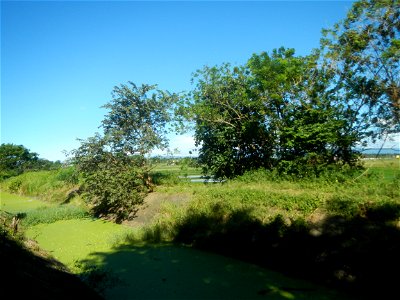 Paddy fields, grasslands, fishponds, irrigation canals, Kangkung (Ipomoea aquatica) and trees (Lapnit & Calasag, San Ildefonso, Bulacan Farm to Market Road) Villages and sitios of Calasag, San Ild