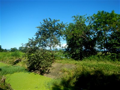 Paddy fields, grasslands, fishponds, irrigation canals, Kangkung (Ipomoea aquatica) and trees (Lapnit & Calasag, San Ildefonso, Bulacan Farm to Market Road) Villages and sitios of Calasag, San Ild