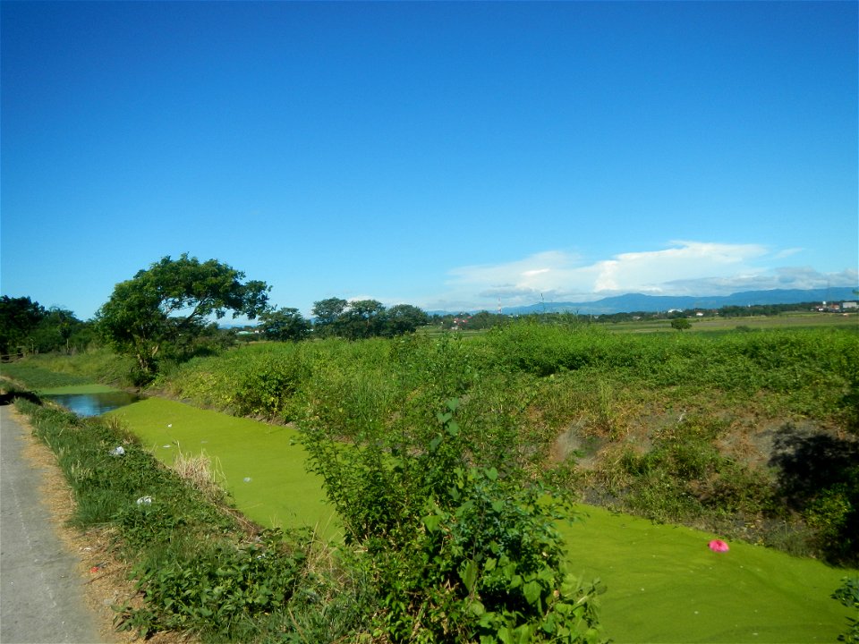 Paddy fields, grasslands, fishponds, irrigation canals, Kangkung (Ipomoea aquatica) and trees (Lapnit & Calasag, San Ildefonso, Bulacan Farm to Market Road) Villages and sitios of Calasag, San Ild