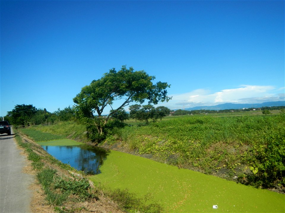 Paddy fields, grasslands, fishponds, irrigation canals, Kangkung (Ipomoea aquatica) and trees (Lapnit & Calasag, San Ildefonso, Bulacan Farm to Market Road) Villages and sitios of Calasag, San Ild