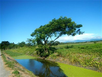 Paddy fields, grasslands, fishponds, irrigation canals, Kangkung (Ipomoea aquatica) and trees (Lapnit & Calasag, San Ildefonso, Bulacan Farm to Market Road) Villages and sitios of Calasag, San Ild