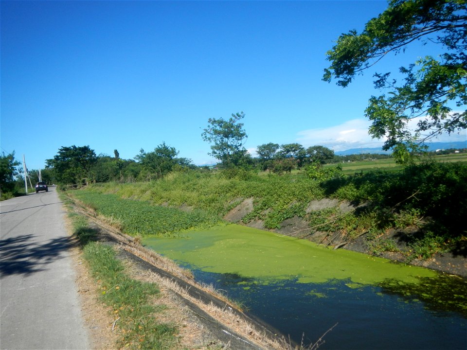 Paddy fields, grasslands, fishponds, irrigation canals, Kangkung (Ipomoea aquatica) and trees (Lapnit & Calasag, San Ildefonso, Bulacan Farm to Market Road) Villages and sitios of Calasag, San Ild