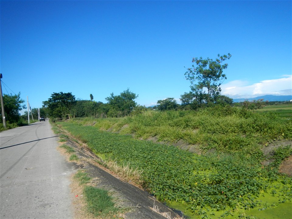 Paddy fields, grasslands, fishponds, irrigation canals, Kangkung (Ipomoea aquatica) and trees (Lapnit & Calasag, San Ildefonso, Bulacan Farm to Market Road) Villages and sitios of Calasag, San Ild