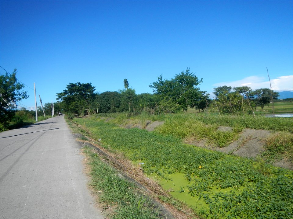 Paddy fields, grasslands, fishponds, irrigation canals, Kangkung (Ipomoea aquatica) and trees (Lapnit & Calasag, San Ildefonso, Bulacan Farm to Market Road) Villages and sitios of Calasag, San Ild