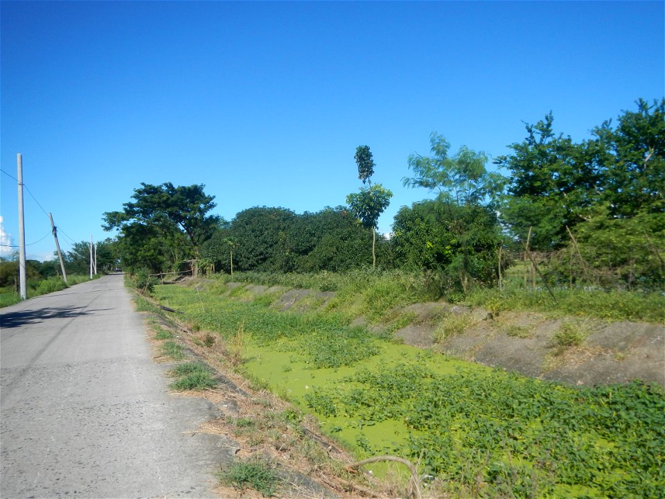 Paddy fields, grasslands, fishponds, irrigation canals, Kangkung (Ipomoea aquatica) and trees (Lapnit & Calasag, San Ildefonso, Bulacan Farm to Market Road) Villages and sitios of Calasag, San Ild