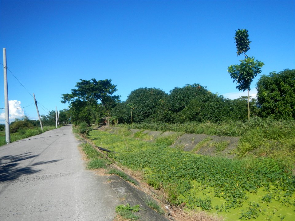 Paddy fields, grasslands, fishponds, irrigation canals, Kangkung (Ipomoea aquatica) and trees (Lapnit & Calasag, San Ildefonso, Bulacan Farm to Market Road) Villages and sitios of Calasag, San Ild