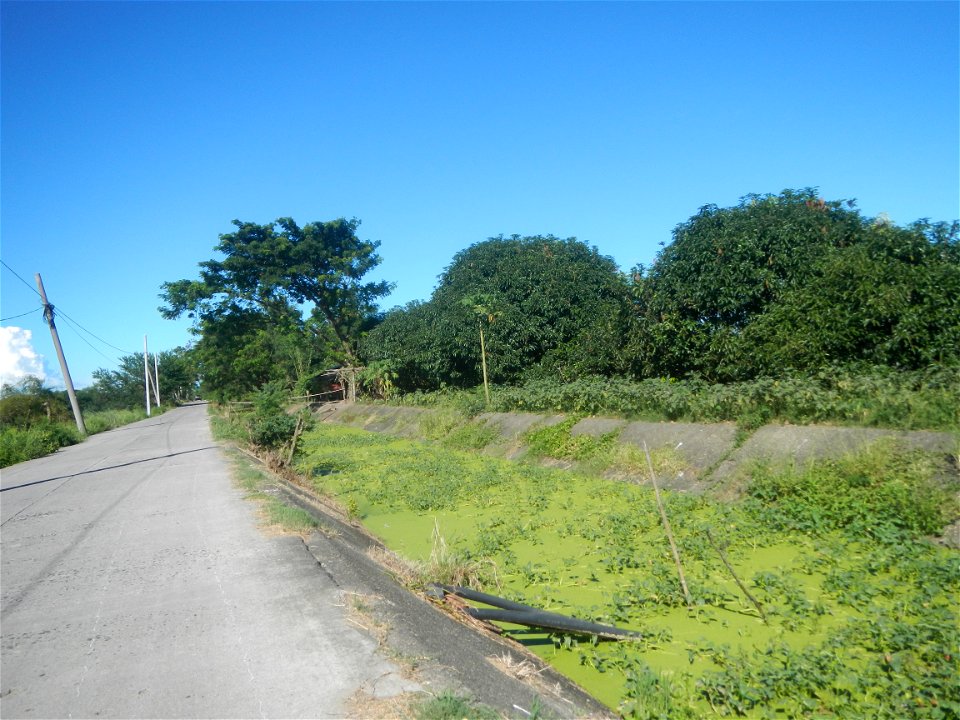 Paddy fields, grasslands, fishponds, irrigation canals, Kangkung (Ipomoea aquatica) and trees (Lapnit & Calasag, San Ildefonso, Bulacan Farm to Market Road) Villages and sitios of Calasag, San Ild