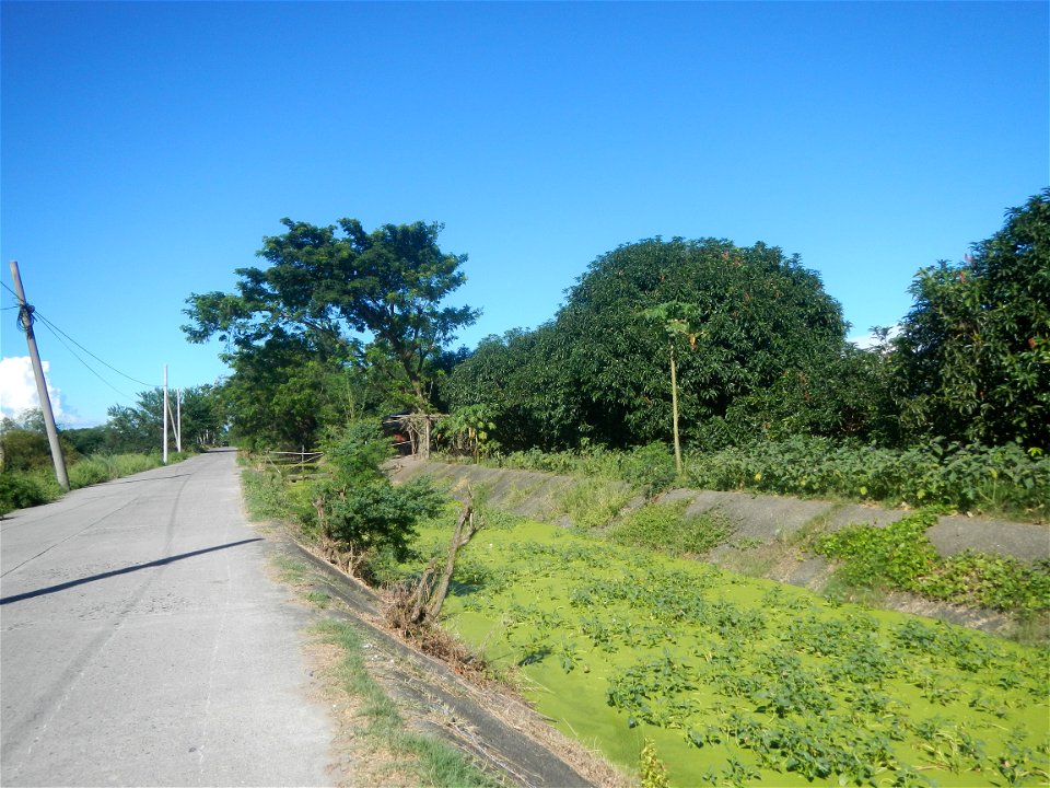 Paddy fields, grasslands, fishponds, irrigation canals, Kangkung (Ipomoea aquatica) and trees (Lapnit & Calasag, San Ildefonso, Bulacan Farm to Market Road) Villages and sitios of Calasag, San Ild