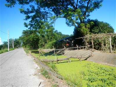 Paddy fields, grasslands, fishponds, irrigation canals, Kangkung (Ipomoea aquatica) and trees (Lapnit & Calasag, San Ildefonso, Bulacan Farm to Market Road) Villages and sitios of Calasag, San Ild