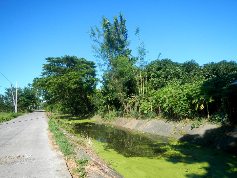 Paddy fields, grasslands, fishponds, irrigation canals, Kangkung (Ipomoea aquatica) and trees (Lapnit & Calasag, San Ildefonso, Bulacan Farm to Market Road) Villages and sitios of Calasag, San Ild