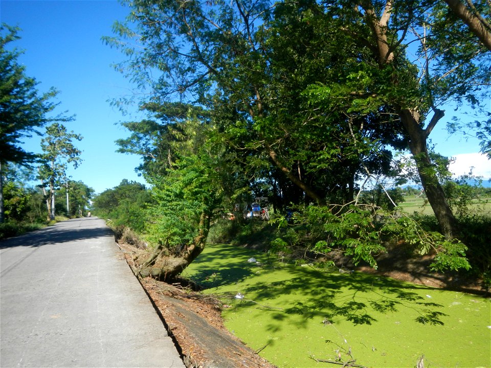 Paddy fields, grasslands, fishponds, irrigation canals, Kangkung (Ipomoea aquatica) and trees (Lapnit & Calasag, San Ildefonso, Bulacan Farm to Market Road) Villages and sitios of Calasag, San Ild
