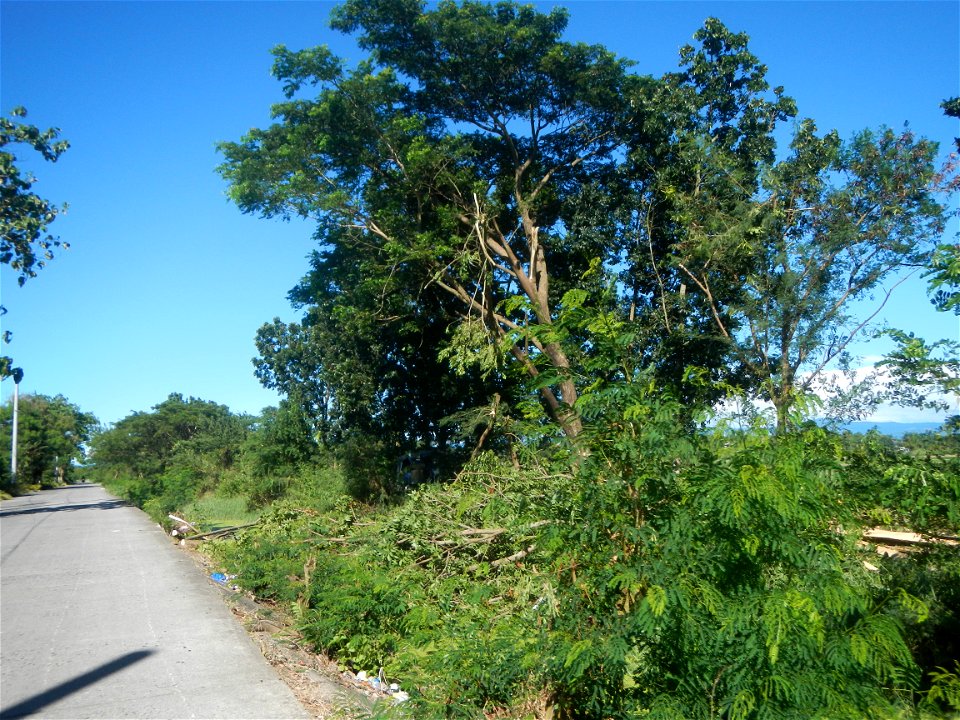 Paddy fields, grasslands, fishponds, irrigation canals, Kangkung (Ipomoea aquatica) and trees (Lapnit & Calasag, San Ildefonso, Bulacan Farm to Market Road) Villages and sitios of Calasag, San Ild