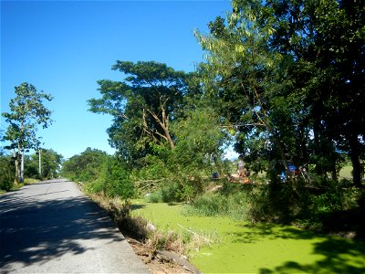 Paddy fields, grasslands, fishponds, irrigation canals, Kangkung (Ipomoea aquatica) and trees (Lapnit & Calasag, San Ildefonso, Bulacan Farm to Market Road) Villages and sitios of Calasag, San Ild