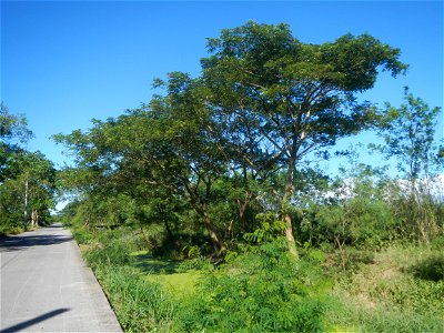 Paddy fields, grasslands, fishponds, irrigation canals, Kangkung (Ipomoea aquatica) and trees (Lapnit & Calasag, San Ildefonso, Bulacan Farm to Market Road) Villages and sitios of Calasag, San Ild