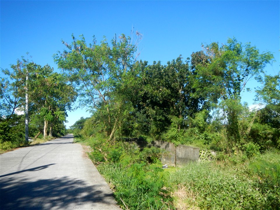 Paddy fields, grasslands, fishponds, irrigation canals, Kangkung (Ipomoea aquatica) and trees (Lapnit & Calasag, San Ildefonso, Bulacan Farm to Market Road) Villages and sitios of Calasag, San Ild