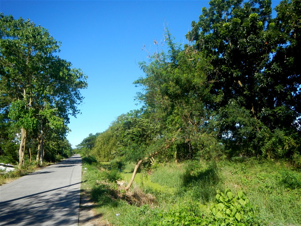 Paddy fields, grasslands, fishponds, irrigation canals, Kangkung (Ipomoea aquatica) and trees (Lapnit & Calasag, San Ildefonso, Bulacan Farm to Market Road) Villages and sitios of Calasag, San Ild