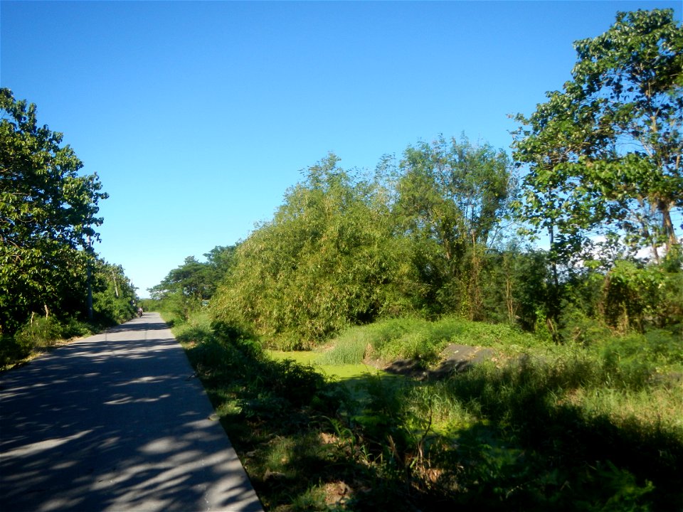 Paddy fields, grasslands, fishponds, irrigation canals, Kangkung (Ipomoea aquatica) and trees (Lapnit & Calasag, San Ildefonso, Bulacan Farm to Market Road) Villages and sitios of Calasag, San Ild