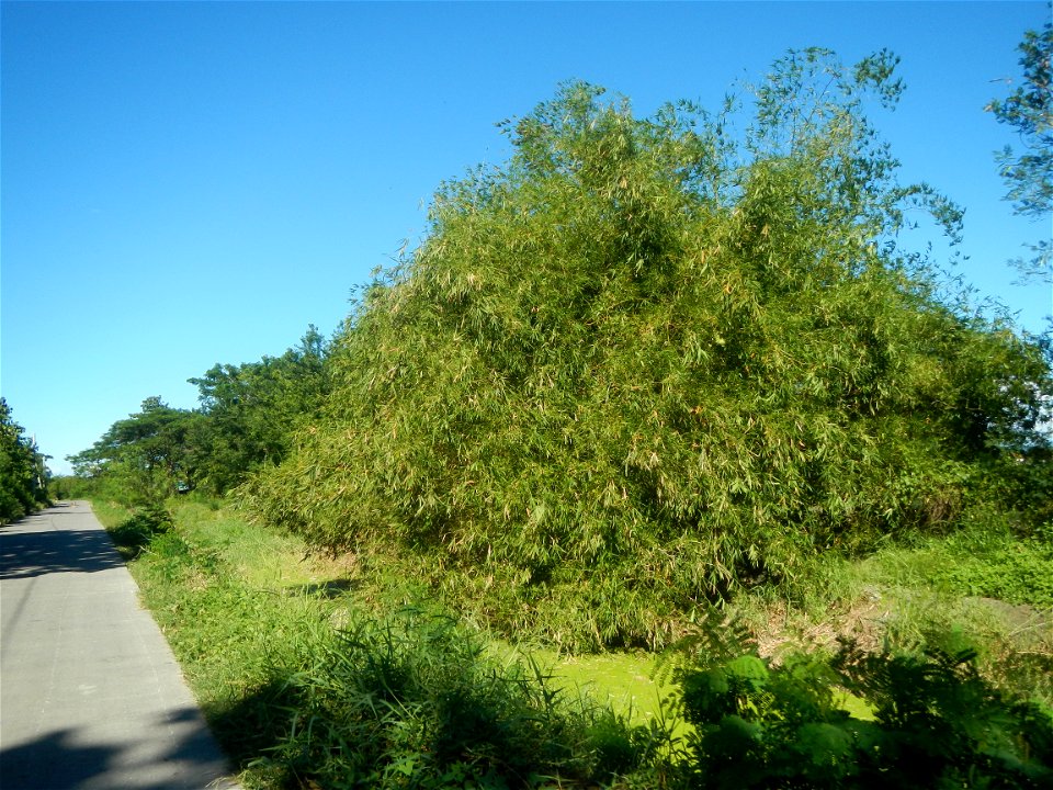 Paddy fields, grasslands, fishponds, irrigation canals, Kangkung (Ipomoea aquatica) and trees (Lapnit & Calasag, San Ildefonso, Bulacan Farm to Market Road) Villages and sitios of Calasag, San Ild