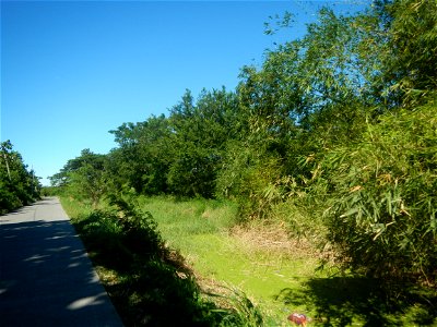 Paddy fields, grasslands, fishponds, irrigation canals, Kangkung (Ipomoea aquatica) and trees (Lapnit & Calasag, San Ildefonso, Bulacan Farm to Market Road) Villages and sitios of Calasag, San Ild