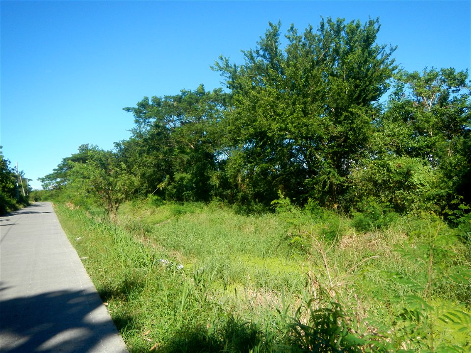 Paddy fields, grasslands, fishponds, irrigation canals, Kangkung (Ipomoea aquatica) and trees (Lapnit & Calasag, San Ildefonso, Bulacan Farm to Market Road) Villages and sitios of Calasag, San Ild
