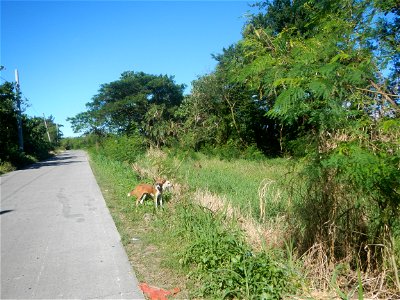 Paddy fields, grasslands, fishponds, irrigation canals, Kangkung (Ipomoea aquatica) and trees (Lapnit & Calasag, San Ildefonso, Bulacan Farm to Market Road) Villages and sitios of Calasag, San Ild