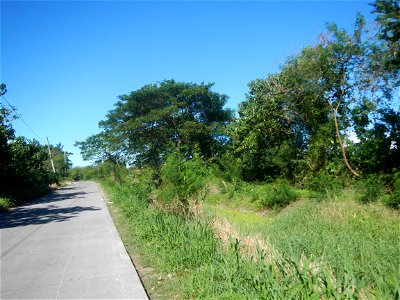 Paddy fields, grasslands, fishponds, irrigation canals, Kangkung (Ipomoea aquatica) and trees (Lapnit & Calasag, San Ildefonso, Bulacan Farm to Market Road) Villages and sitios of Calasag, San Ild