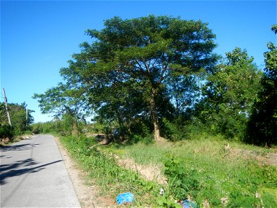 Paddy fields, grasslands, fishponds, irrigation canals, Kangkung (Ipomoea aquatica) and trees (Lapnit & Calasag, San Ildefonso, Bulacan Farm to Market Road) Villages and sitios of Calasag, San Ild