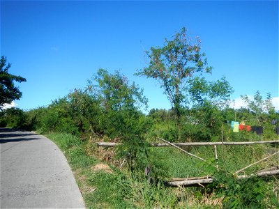 Paddy fields, grasslands, fishponds, irrigation canals, Kangkung (Ipomoea aquatica) and trees (Lapnit & Calasag, San Ildefonso, Bulacan Farm to Market Road) Villages and sitios of Calasag, San Ild