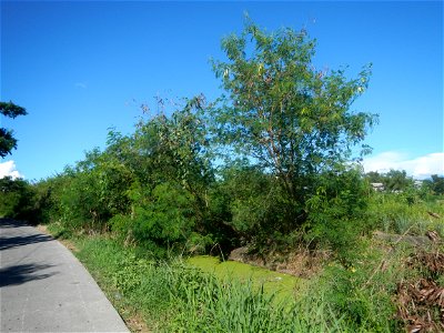 Paddy fields, grasslands, fishponds, irrigation canals, Kangkung (Ipomoea aquatica) and trees (Lapnit & Calasag, San Ildefonso, Bulacan Farm to Market Road) Villages and sitios of Calasag, San Ild