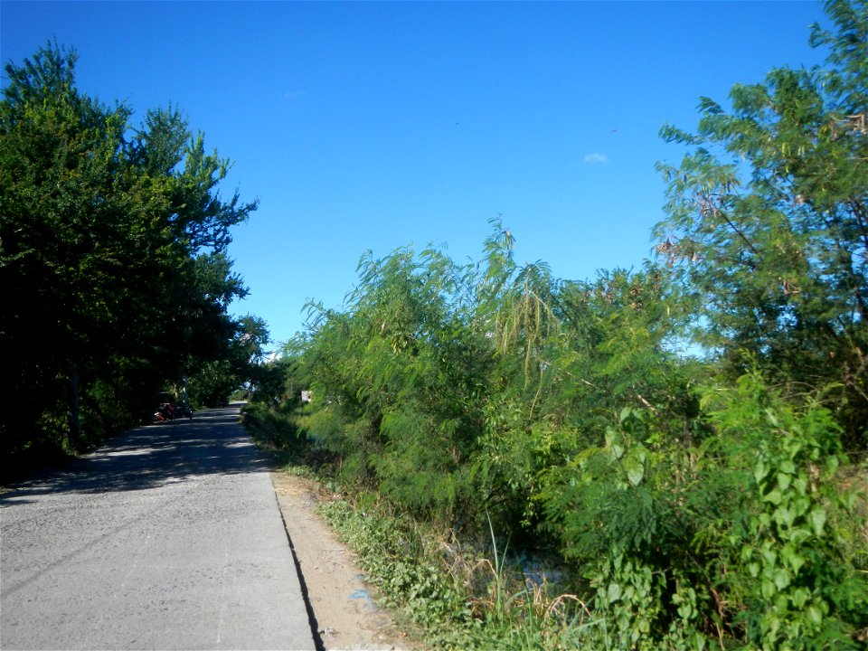 Paddy fields, grasslands, fishponds, irrigation canals, Kangkung (Ipomoea aquatica) and trees (Lapnit & Calasag, San Ildefonso, Bulacan Farm to Market Road) Villages and sitios of Calasag, San Ild