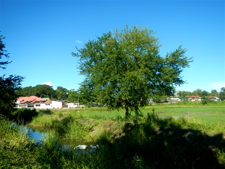 Paddy fields, grasslands, fishponds, irrigation canals, Kangkung (Ipomoea aquatica) and trees (Lapnit & Calasag, San Ildefonso, Bulacan Farm to Market Road) Villages and sitios of Calasag, San Ild