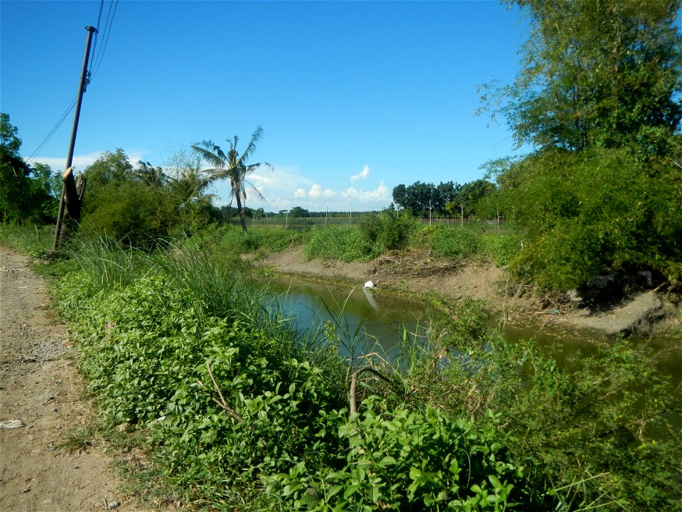 Paddy fields, grasslands, fishponds, irrigation canals, Kangkung (Ipomoea aquatica) and trees (Lapnit & Calasag, San Ildefonso, Bulacan Farm to Market Road) Villages and sitios of Calasag, San Ild