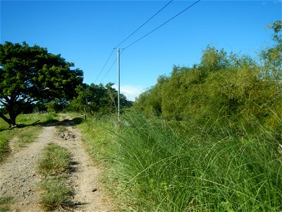 Paddy fields, grasslands, fishponds, irrigation canals, Kangkung (Ipomoea aquatica) and trees (Lapnit & Calasag, San Ildefonso, Bulacan Farm to Market Road) Villages and sitios of Calasag, San Ild
