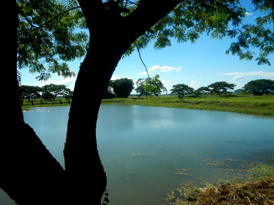 Paddy fields, grasslands, fishponds, irrigation canals, Kangkung (Ipomoea aquatica) and trees (Lapnit & Calasag, San Ildefonso, Bulacan Farm to Market Road) Villages and sitios of Calasag, San Ild