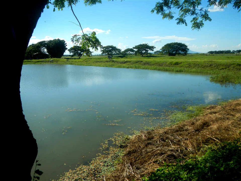 Paddy fields, grasslands, fishponds, irrigation canals, Kangkung (Ipomoea aquatica) and trees (Lapnit & Calasag, San Ildefonso, Bulacan Farm to Market Road) Villages and sitios of Calasag, San Ild