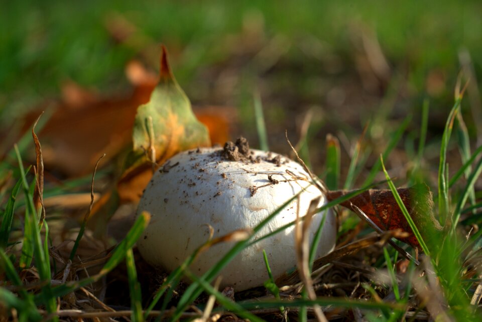 Nature forest floor white