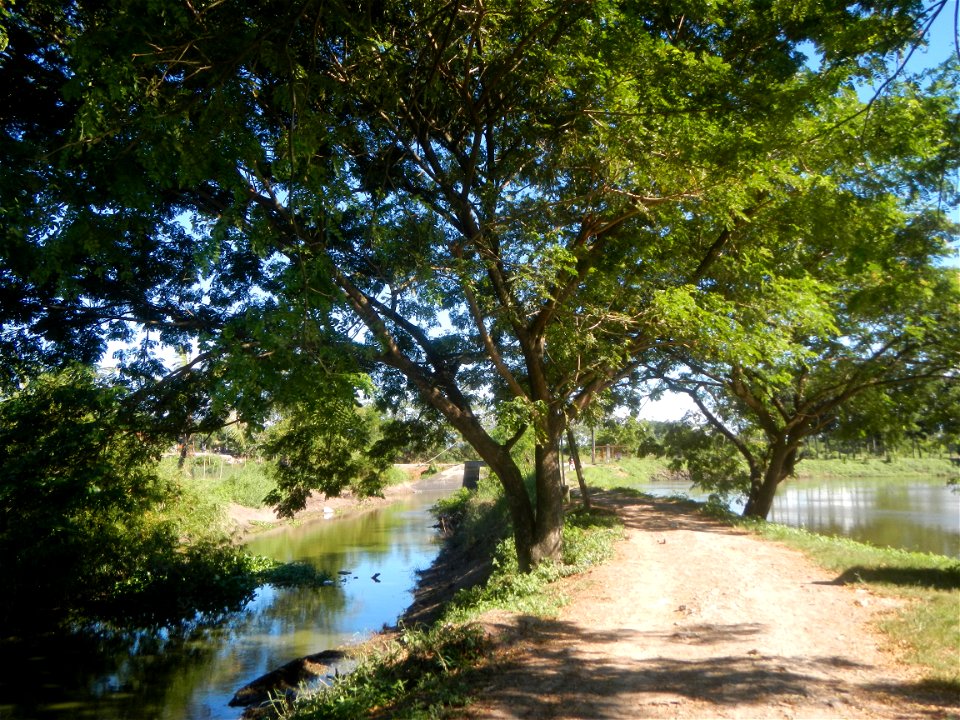 Paddy fields, grasslands, fishponds, irrigation canals, Kangkung (Ipomoea aquatica) and trees (Lapnit & Calasag, San Ildefonso, Bulacan Farm to Market Road) Villages and sitios of Calasag, San Ild