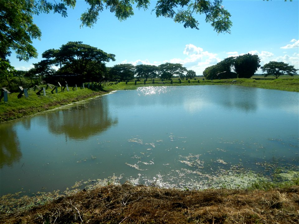 Paddy fields, grasslands, fishponds, irrigation canals, Kangkung (Ipomoea aquatica) and trees (Lapnit & Calasag, San Ildefonso, Bulacan Farm to Market Road) Villages and sitios of Calasag, San Ild