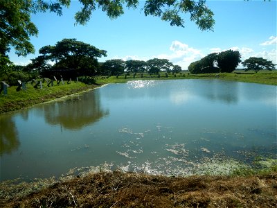 Paddy fields, grasslands, fishponds, irrigation canals, Kangkung (Ipomoea aquatica) and trees (Lapnit & Calasag, San Ildefonso, Bulacan Farm to Market Road) Villages and sitios of Calasag, San Ild