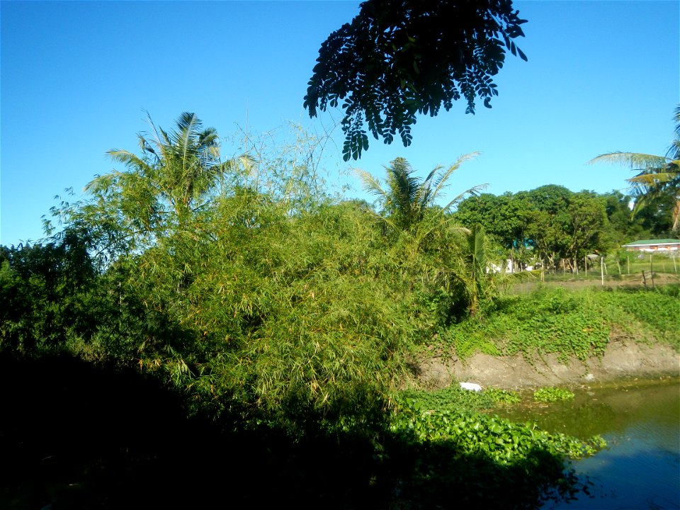 Paddy fields, grasslands, fishponds, irrigation canals, Kangkung (Ipomoea aquatica) and trees (Lapnit & Calasag, San Ildefonso, Bulacan Farm to Market Road) Villages and sitios of Calasag, San Ild