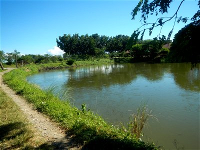 Paddy fields, grasslands, fishponds, irrigation canals, Kangkung (Ipomoea aquatica) and trees (Lapnit & Calasag, San Ildefonso, Bulacan Farm to Market Road) Villages and sitios of Calasag, San Ild
