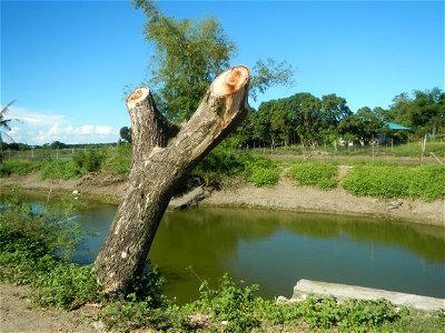 Paddy fields, grasslands, fishponds, irrigation canals, Kangkung (Ipomoea aquatica) and trees (Lapnit & Calasag, San Ildefonso, Bulacan Farm to Market Road) Villages and sitios of Calasag, San Ild