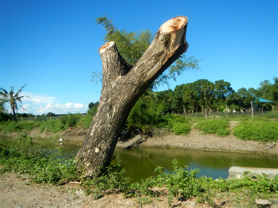 Paddy fields, grasslands, fishponds, irrigation canals, Kangkung (Ipomoea aquatica) and trees (Lapnit & Calasag, San Ildefonso, Bulacan Farm to Market Road) Villages and sitios of Calasag, San Ild