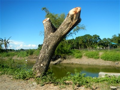 Paddy fields, grasslands, fishponds, irrigation canals, Kangkung (Ipomoea aquatica) and trees (Lapnit & Calasag, San Ildefonso, Bulacan Farm to Market Road) Villages and sitios of Calasag, San Ild