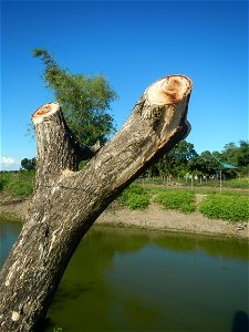 Paddy fields, grasslands, fishponds, irrigation canals, Kangkung (Ipomoea aquatica) and trees (Lapnit & Calasag, San Ildefonso, Bulacan Farm to Market Road) Villages and sitios of Calasag, San Ild