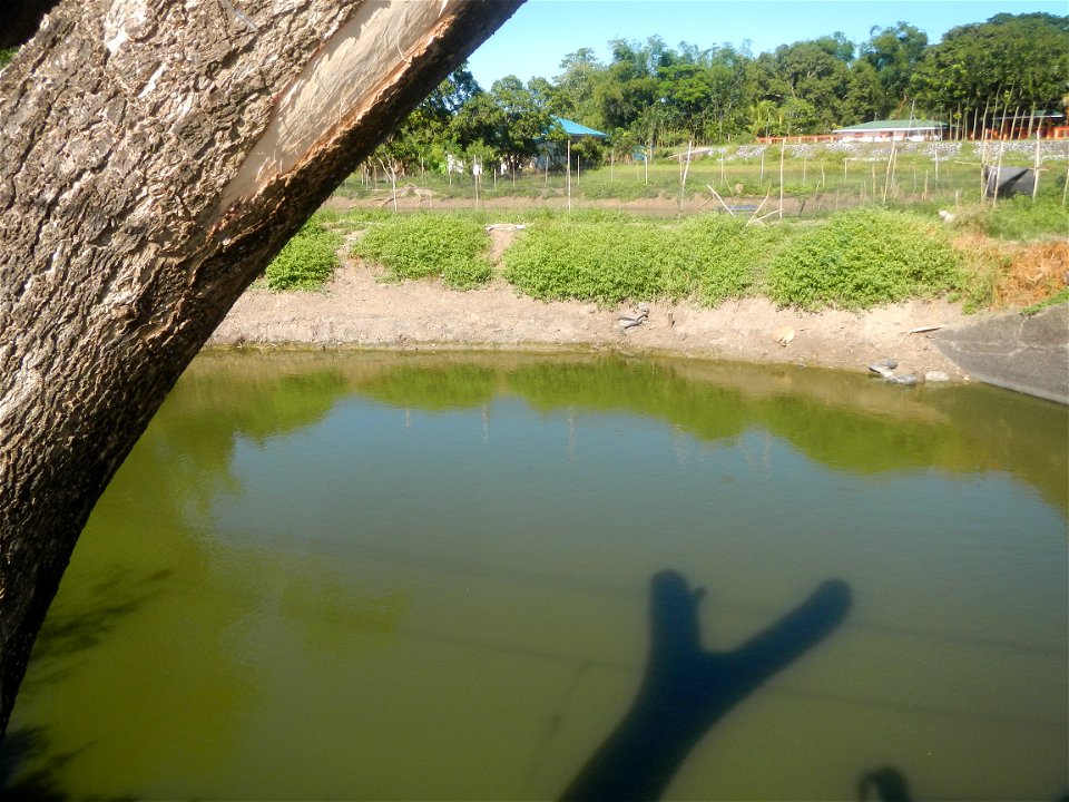 Paddy fields, grasslands, fishponds, irrigation canals, Kangkung (Ipomoea aquatica) and trees (Lapnit & Calasag, San Ildefonso, Bulacan Farm to Market Road) Villages and sitios of Calasag, San Ild