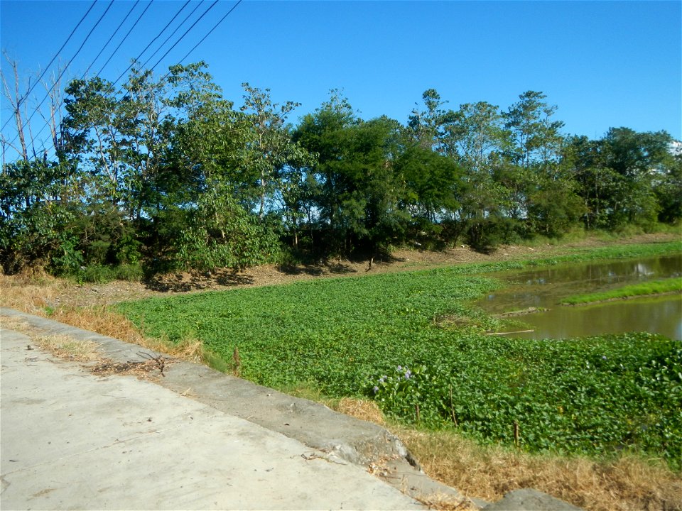 Paddy fields, grasslands, fishponds, irrigation canals, Kangkung (Ipomoea aquatica) and trees (Lapnit & Calasag, San Ildefonso, Bulacan Farm to Market Road) Villages and sitios of Calasag, San Ild