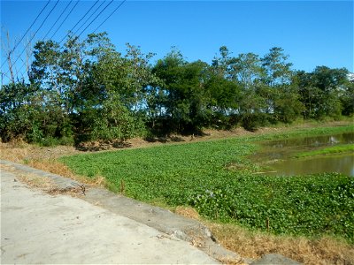 Paddy fields, grasslands, fishponds, irrigation canals, Kangkung (Ipomoea aquatica) and trees (Lapnit & Calasag, San Ildefonso, Bulacan Farm to Market Road) Villages and sitios of Calasag, San Ild